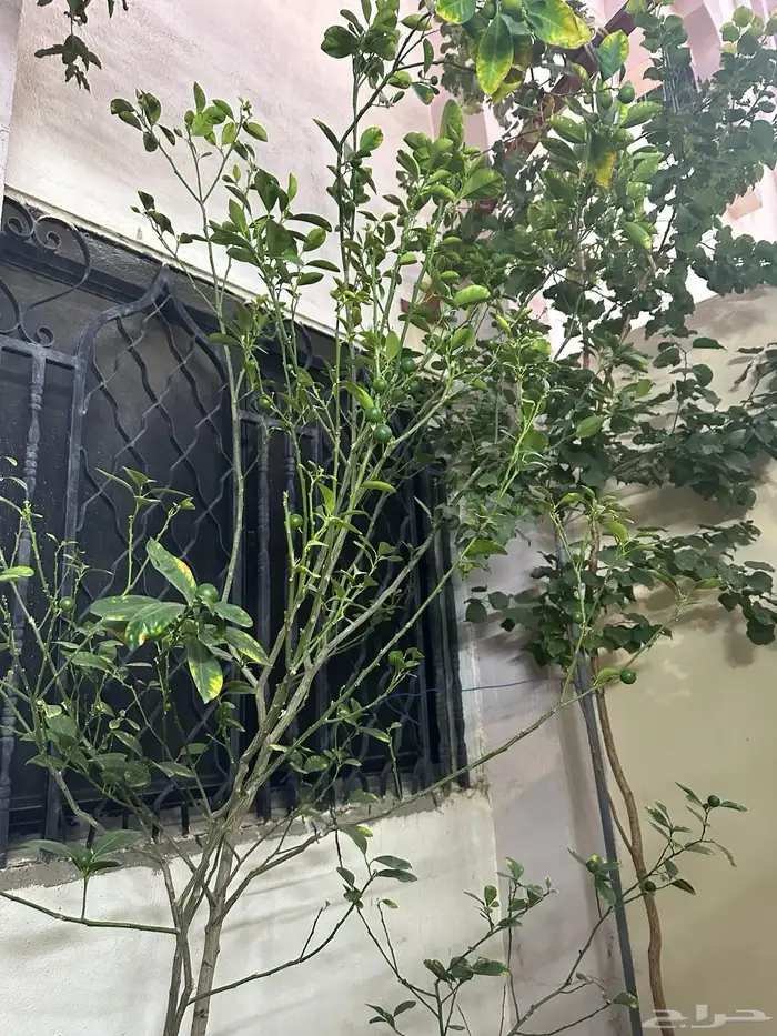 شتلة يوسف باكستاني 5