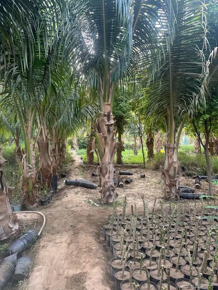 نخيل جوز الهند 2