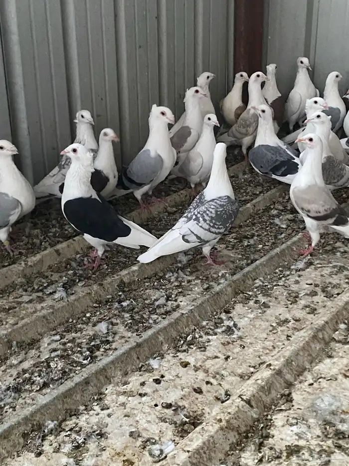 حمام زاجل فاخر للبيع 11