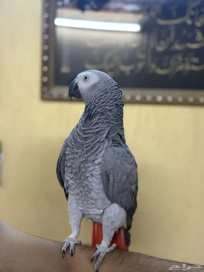 كاسكو توب اليف متكلم 0