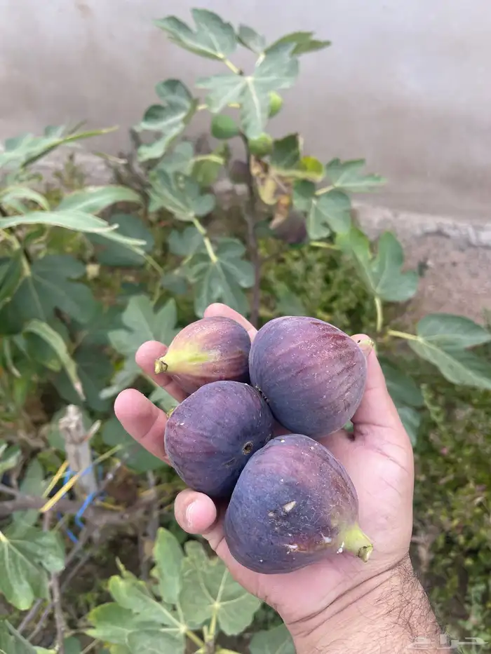 استراحة بضيافة خاصه ومزرعة في الحمرة ظهران الجنوب 54