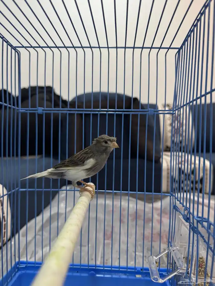 كناري سوري شرط تغريد 0