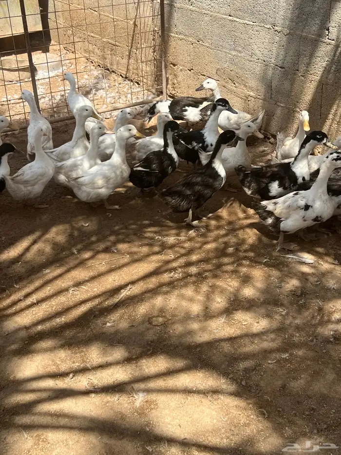 بط بكيني 4