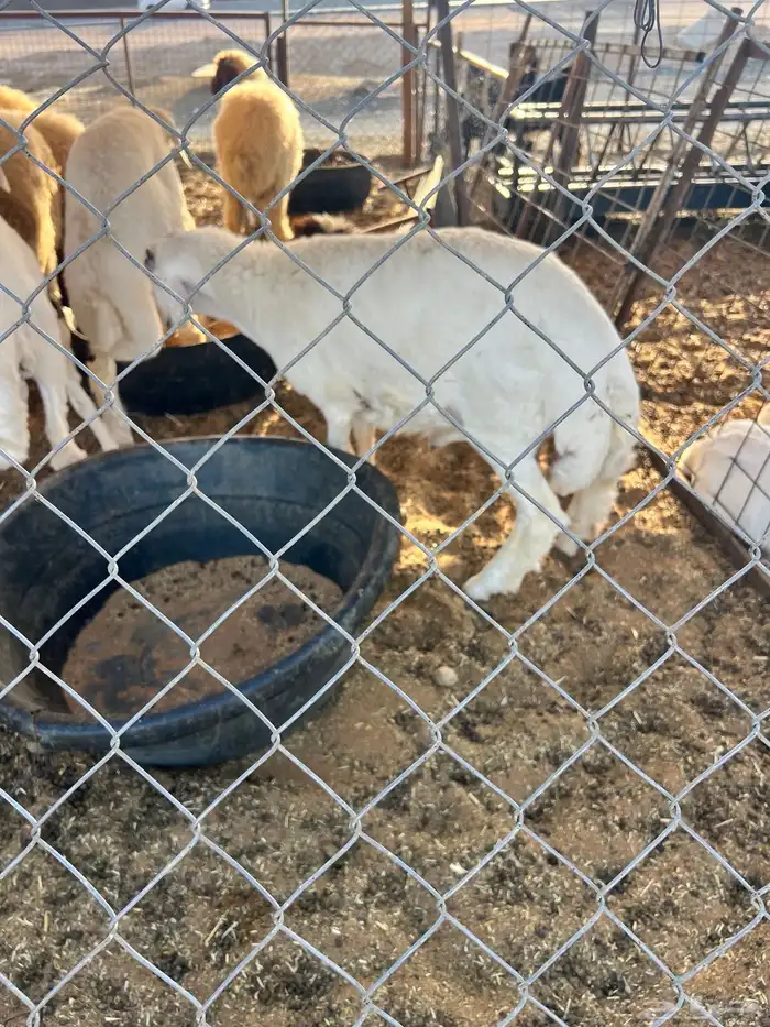 ذبايح ذبيحه ذبائح 7