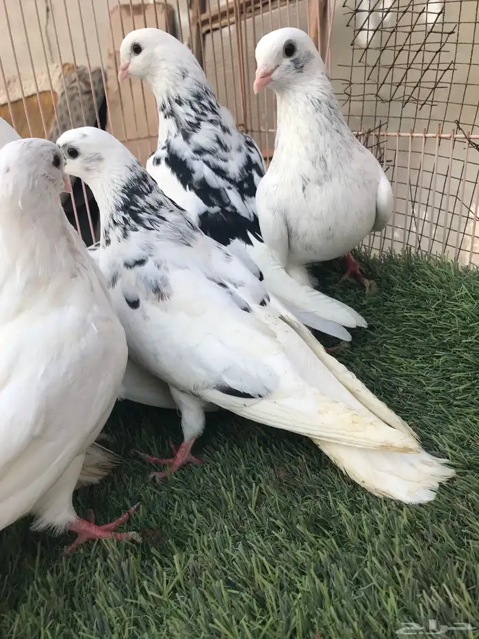 حمام قطايف للبيع المستعجل 7