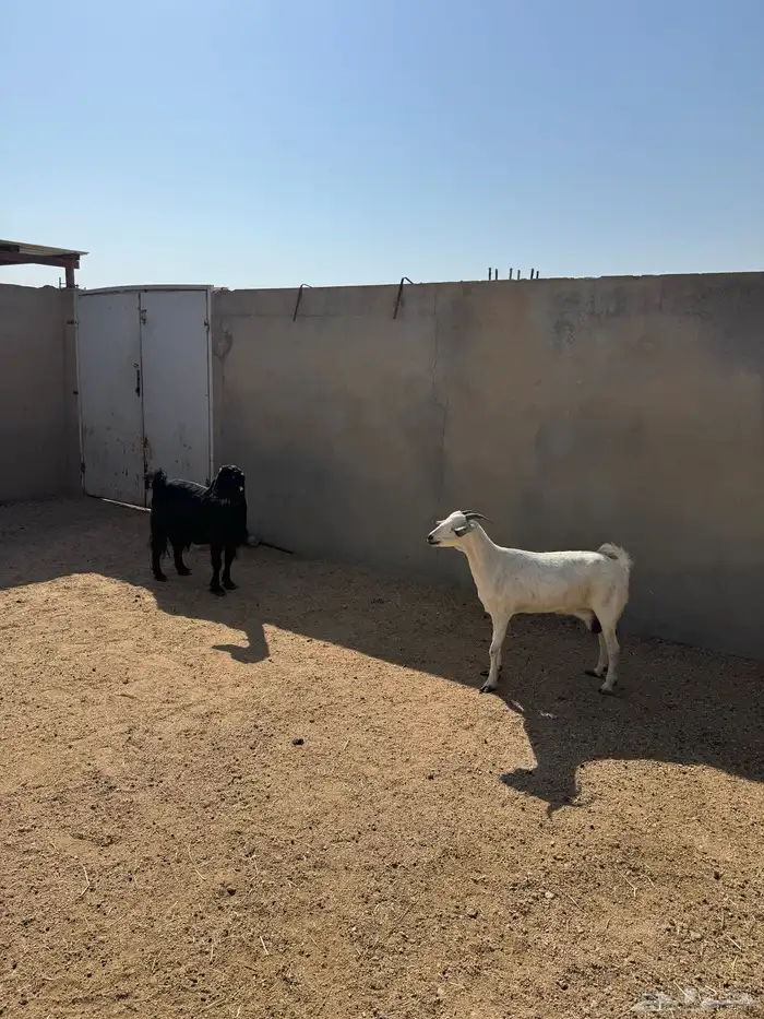 معزا عارضيه وحده بيشيه سدس 2