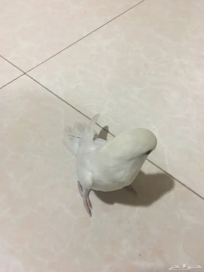 طير روز(تم البيع) 2