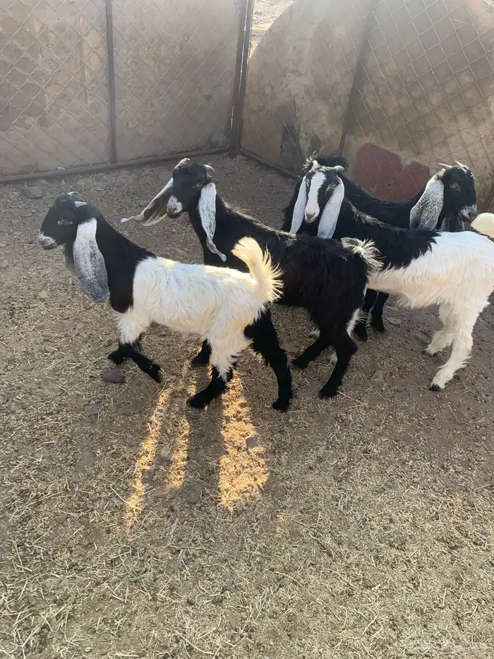 جفار للبيع 2