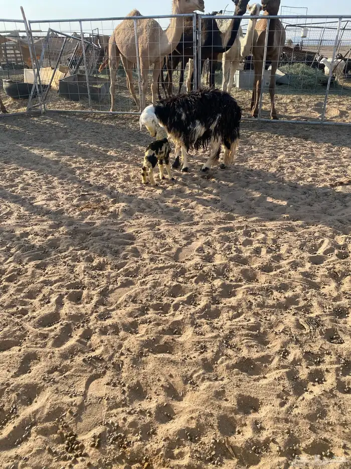 ثنيه معها خروف 0