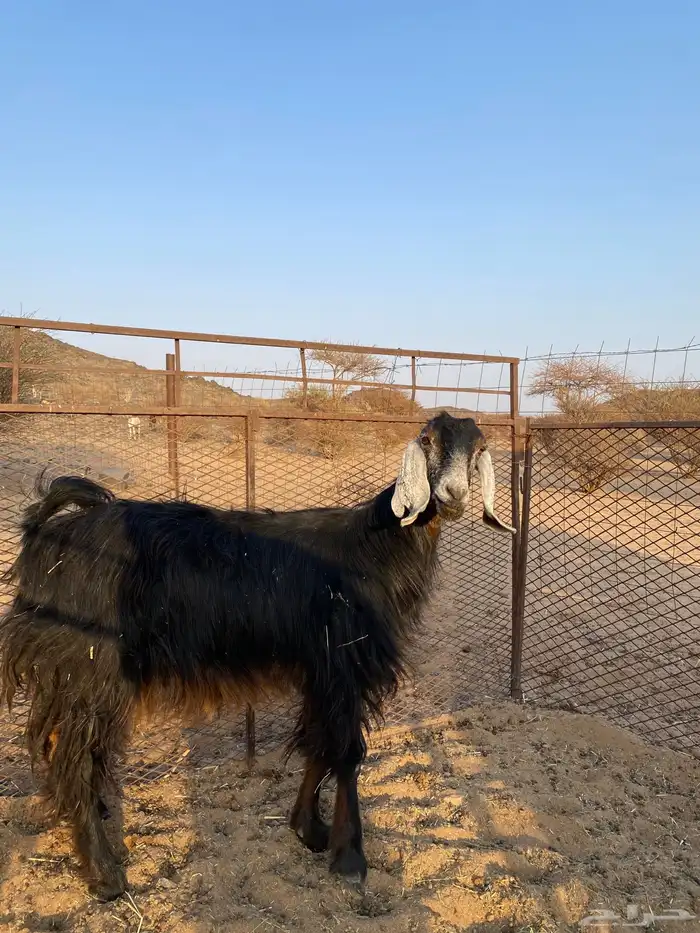 معزا عوارض 2