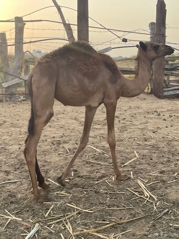 حواره مفروده حمرا 0