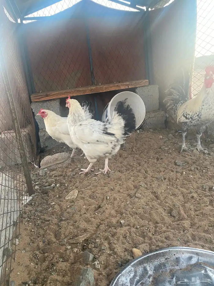دجاج فرنسي للبيع الموقع املج 2