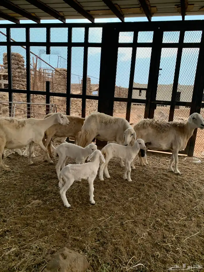 تم البيع غنم ضان حري 2