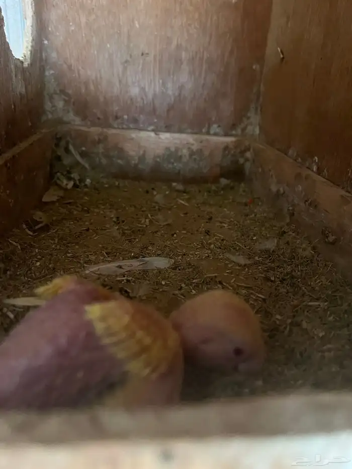 جواز روز مع فروخ 2