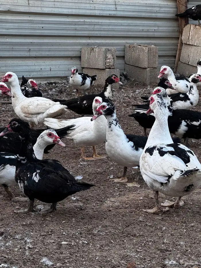 للبيع بط مسكوفي بدايه بيض 1