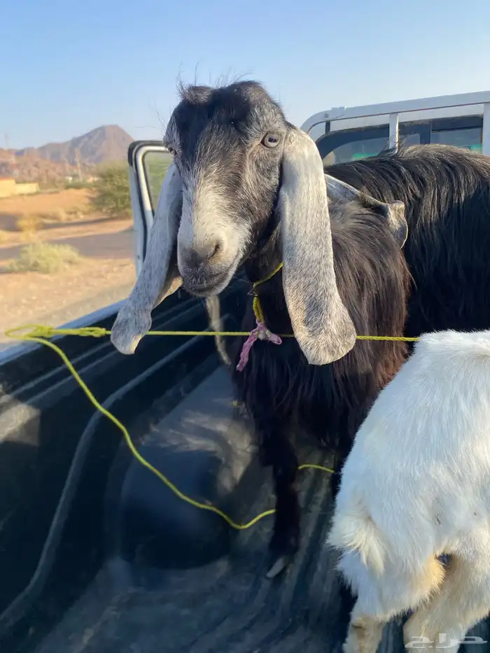 عنز جفره ثنيه 1