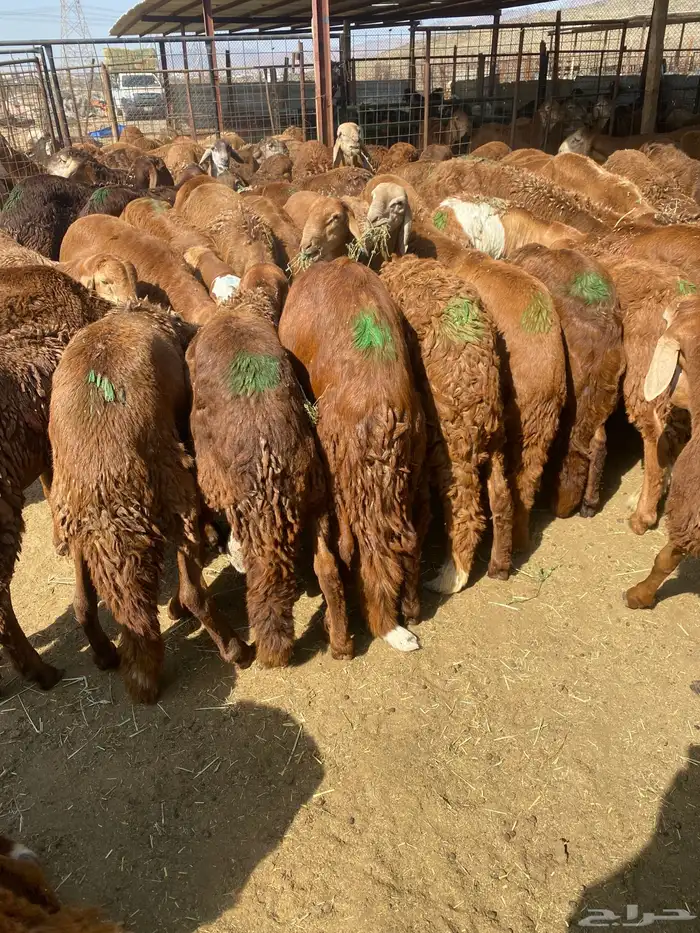 طليان سواكن حمر 6