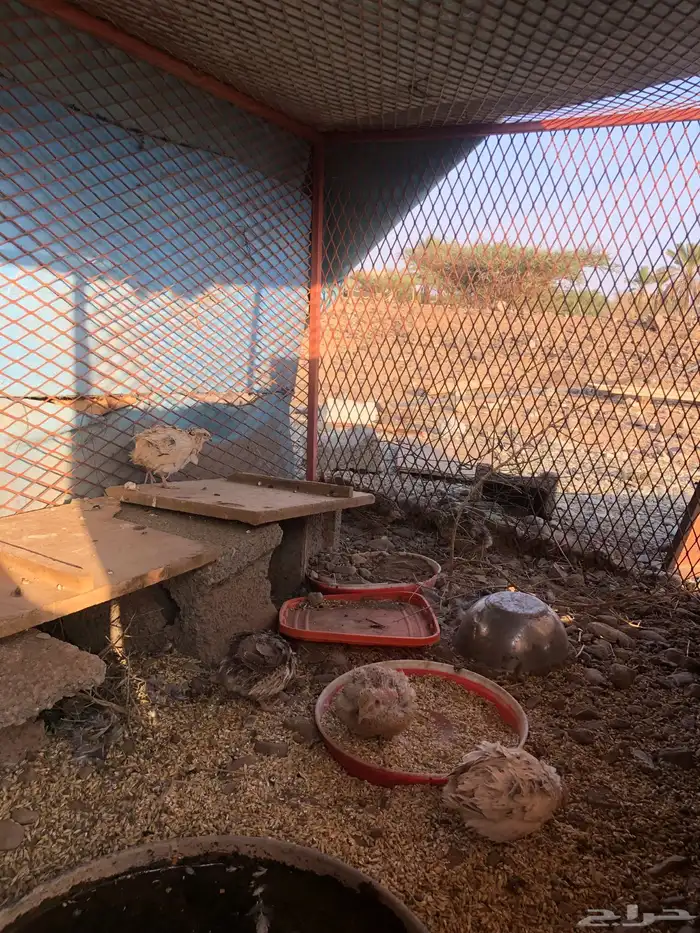 سمان للبيع 0