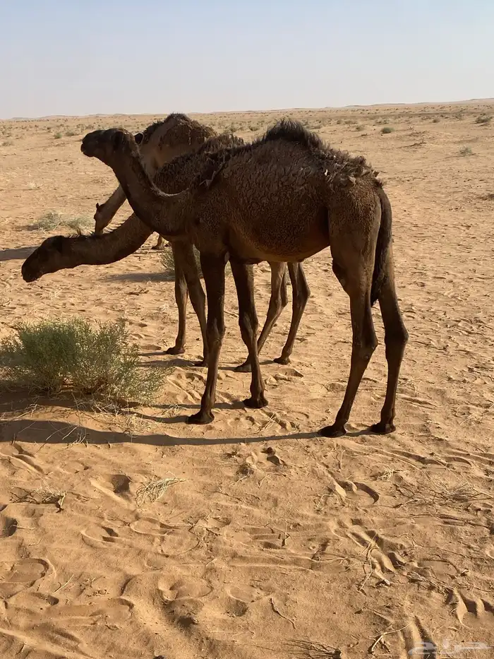 قعدان 5 2