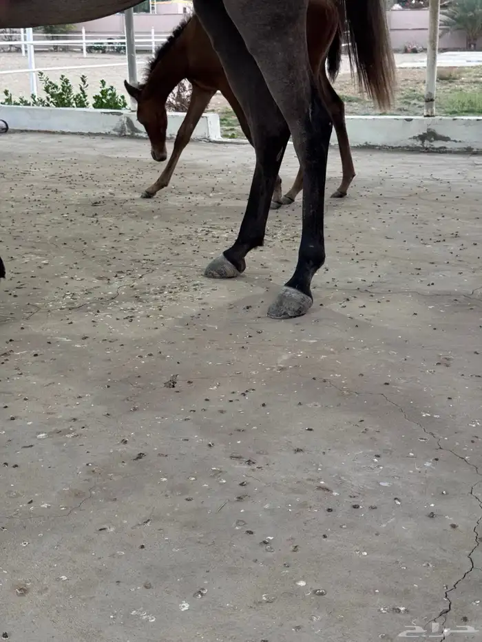 فرسةمع مهرة 1