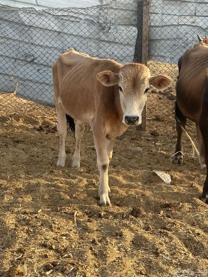 عجول حسيل للبيع 5