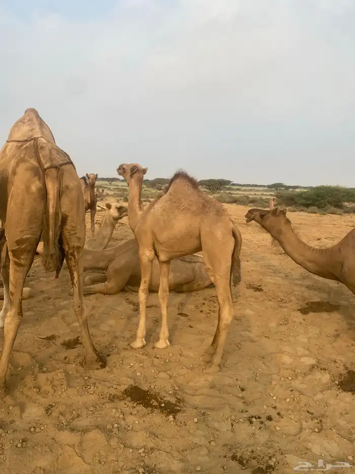 قعدان بلدي كفوو 7