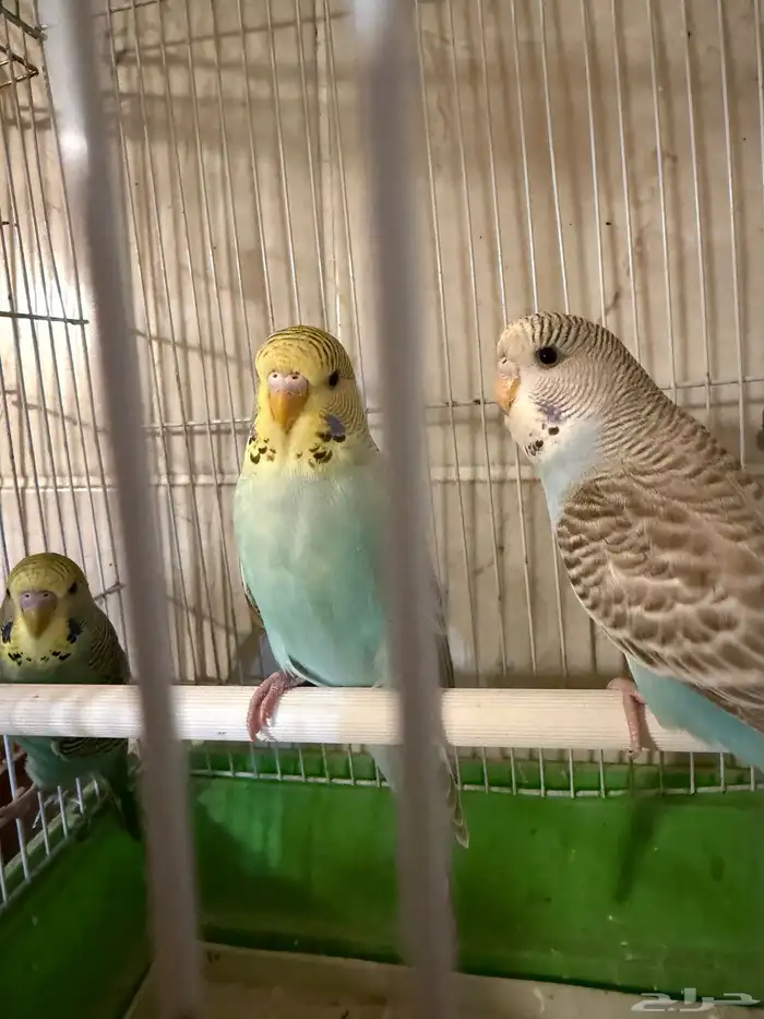 فروخ إنجليزي 3