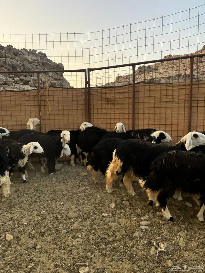 رخال نجادا 16