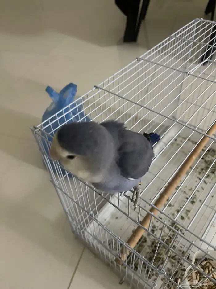 طير روز اليف ولعوب ا 2
