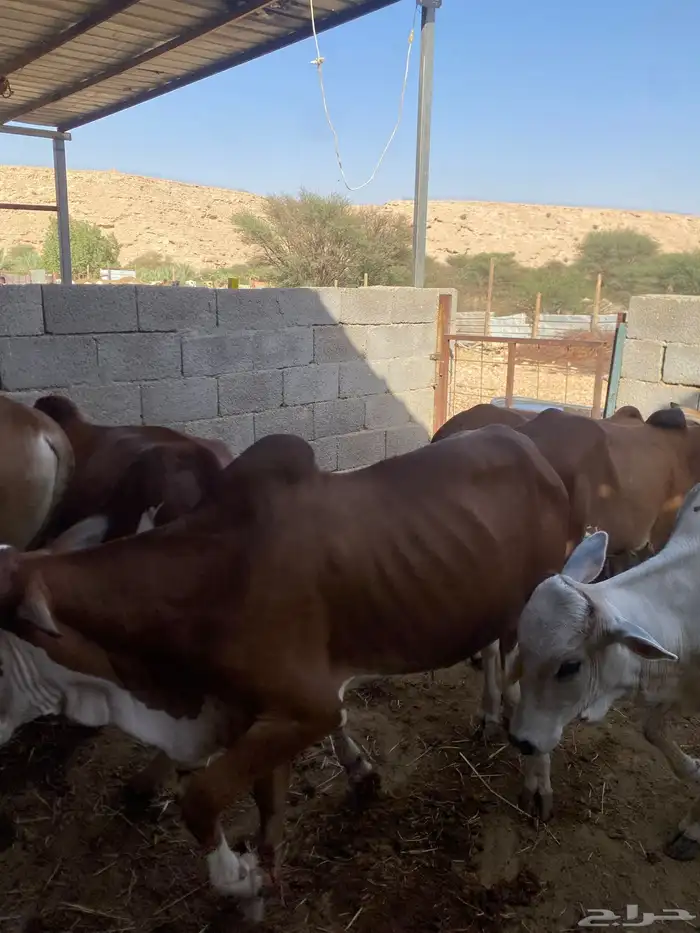 عجول رضيعه بلدي للبيع 1
