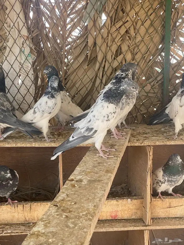 حمام باكستاني 1