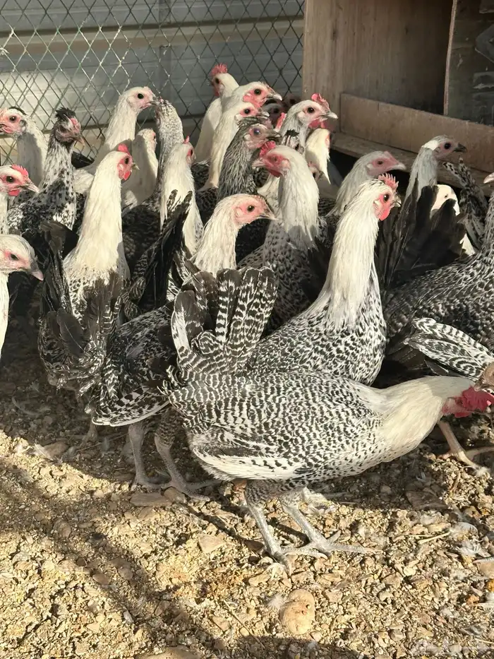 دجاج فيومي 1
