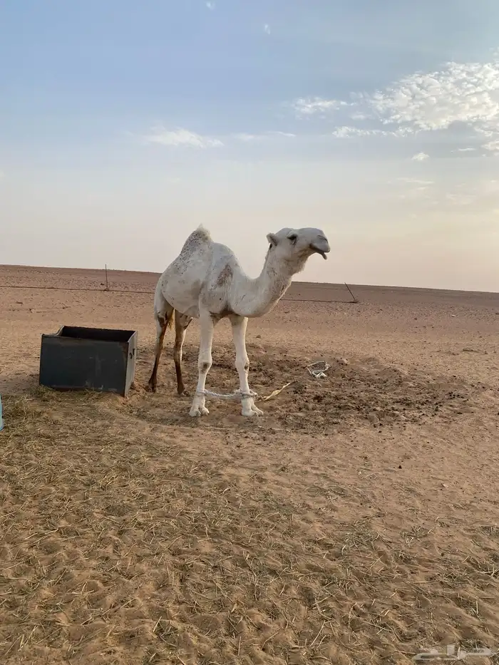 بعير 0