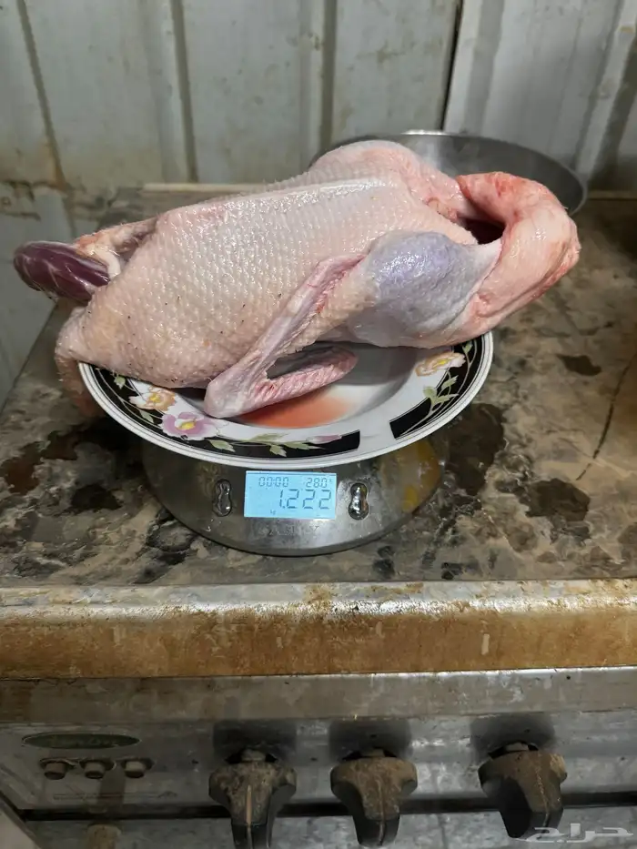 بط ذبح 1