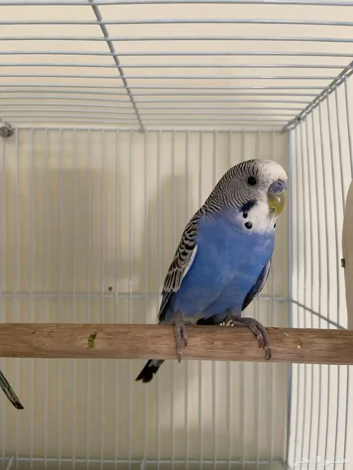 جوز بادجي استرالي جاهزين الذكر يطلب تزاوج 4