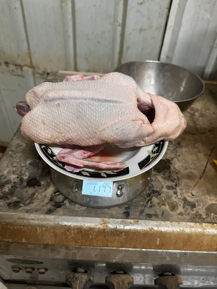 بط ذبح 2