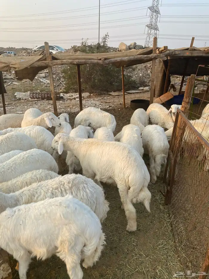 طليان حزيه ذبابح نظيفه وجبره للبيع جمله وتفريد 7