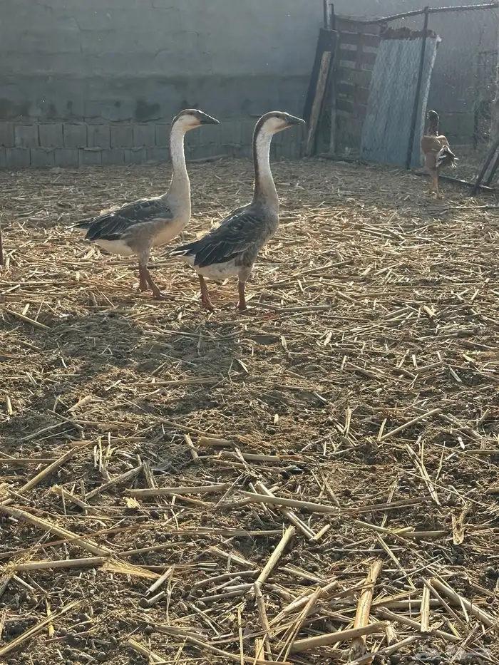 للبيع زوج وز عراقي اصيل 0