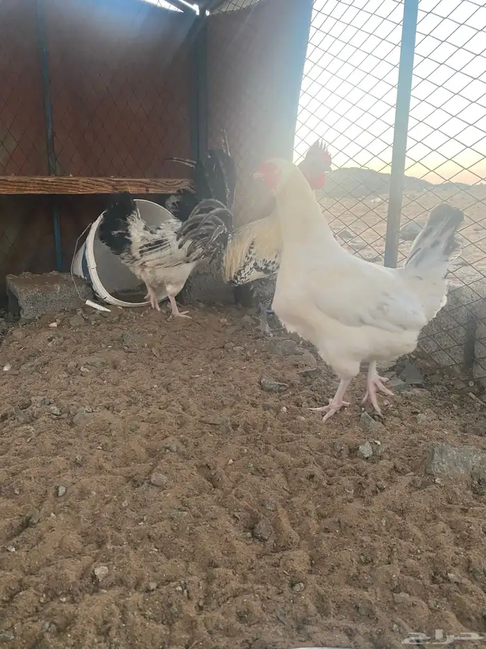 دجاج فرنسي للبيع الموقع املج 0