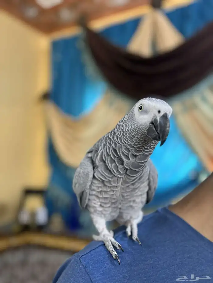 كاسكو توب اليف متكلم 4