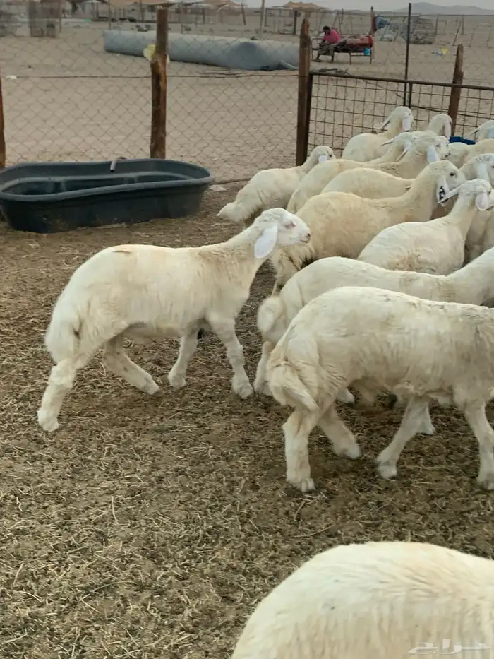 للبيع طليان حريات مراح واحد(( تم البيع 4