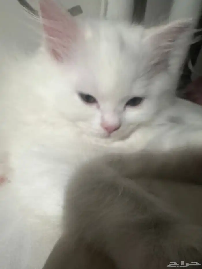 قطط للتبني 5