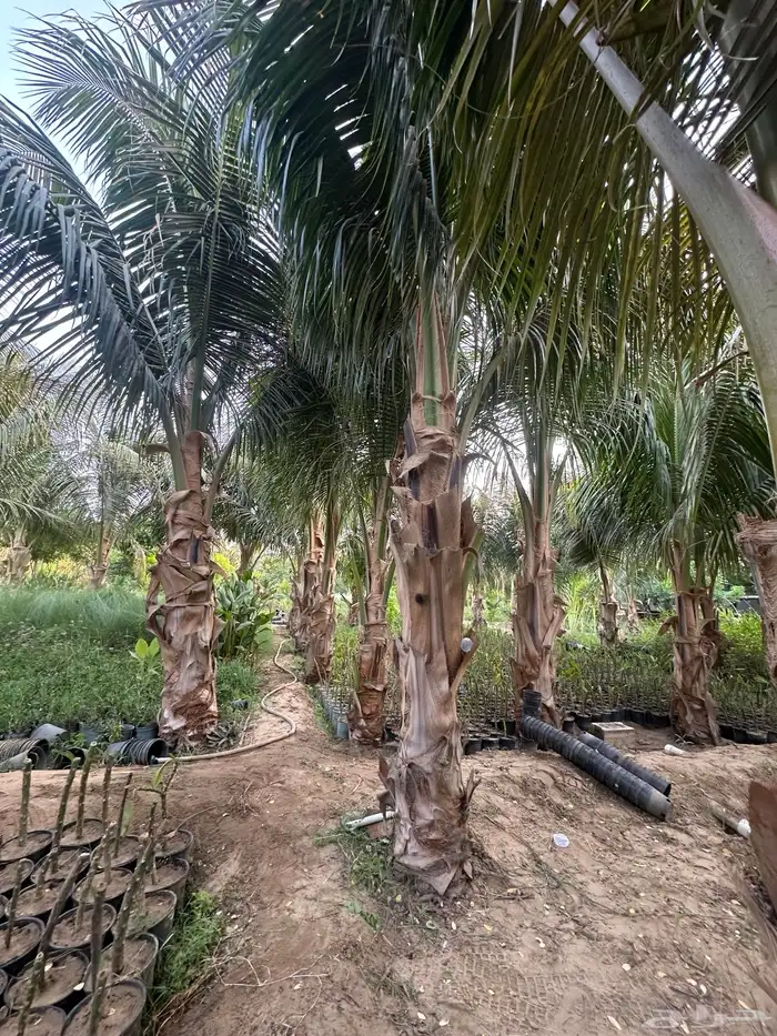 نخيل جوز الهند 5