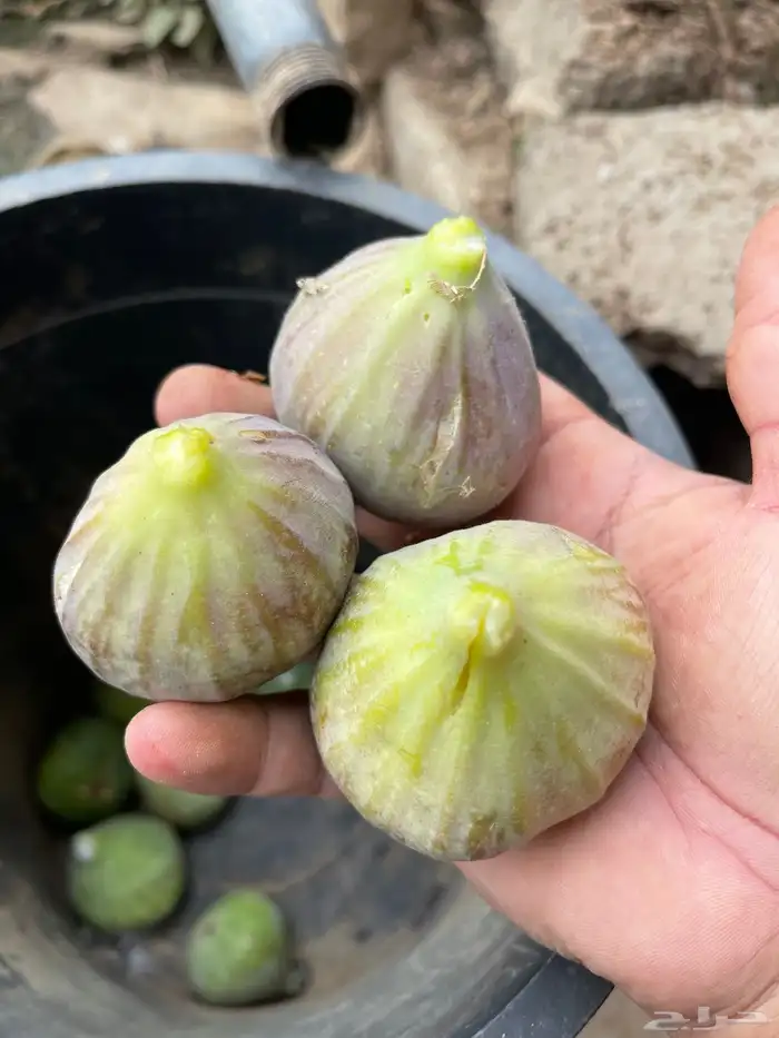 استراحة بضيافة خاصه ومزرعة في الحمرة ظهران الجنوب 44