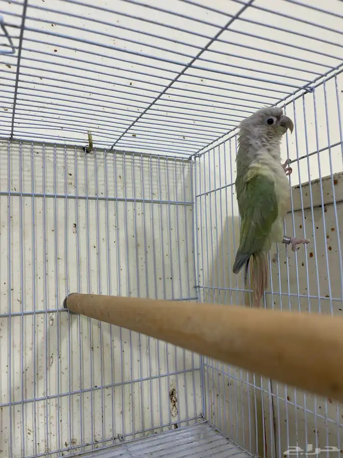 انثى كنيور منت نعناع منتجة تم البيع 2