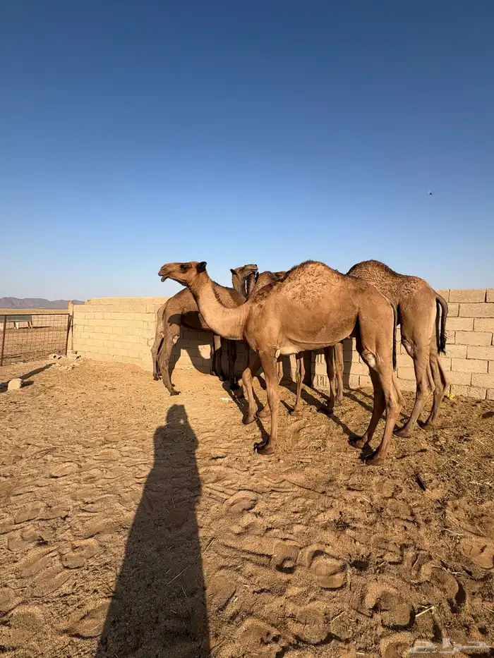 5 بكار للبيع 0