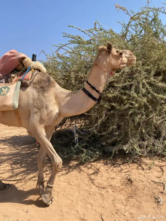 ركبي ملحاق ابل مشروط ومع البل 0