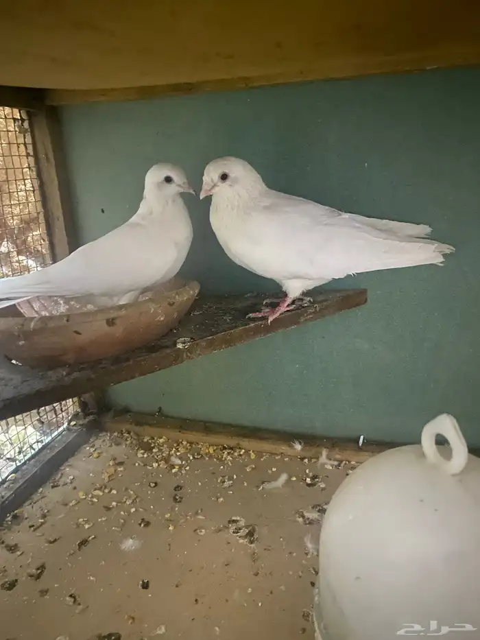 جوز غرنيق 1