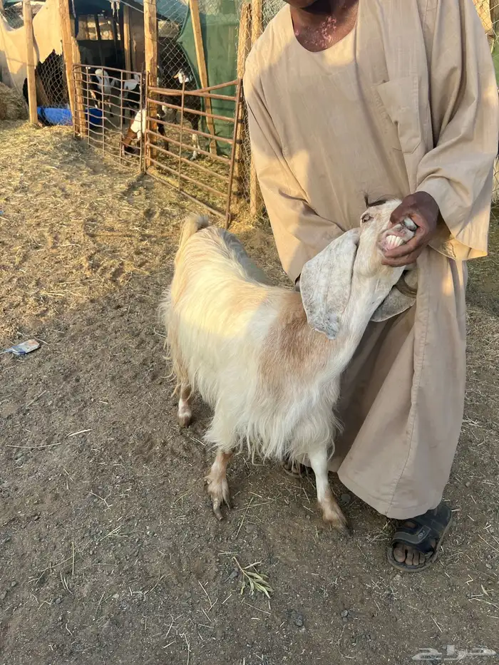 معزاء مشروكه فاضيات 0