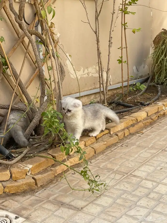 سكوتش فولد لتبني 3